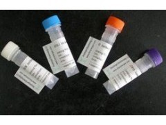 組織因子抗體產(chǎn)品介紹與供應(yīng)詳情 - 上海安研生物試劑銷售網(wǎng)